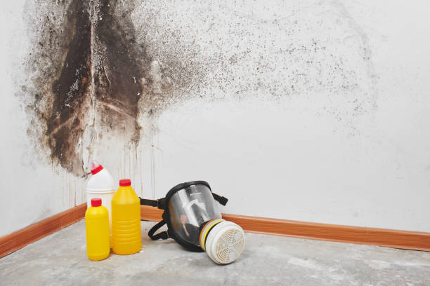 Reliable St Peter, MN Mold Remediation Solutions
