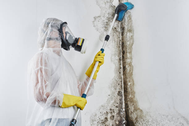 Best Bathroom Mold Remediation in St Peter, MN