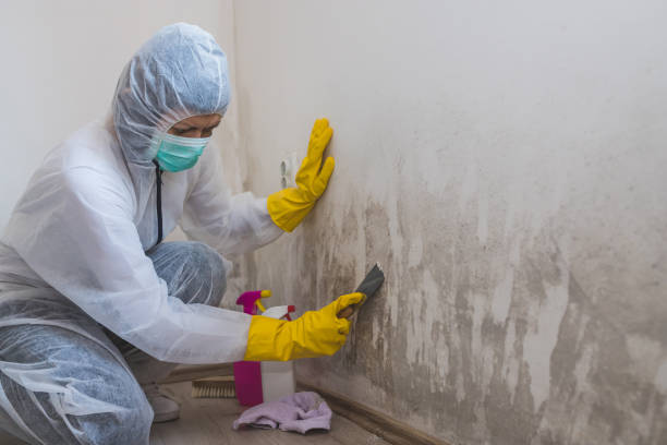Best Mold Testing and Inspection Services in St Peter, MN