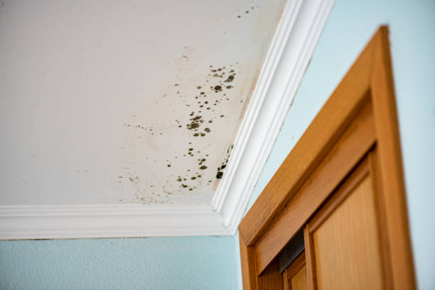 Best Post-Flood Mold Remediation in St Peter, MN