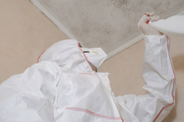 Best Insurance-Related Mold Remediation in St Peter, MN