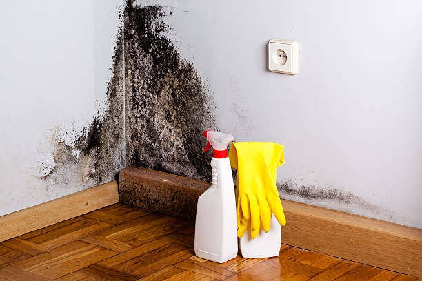 Best Crawl Space Mold Remediation in St Peter, MN